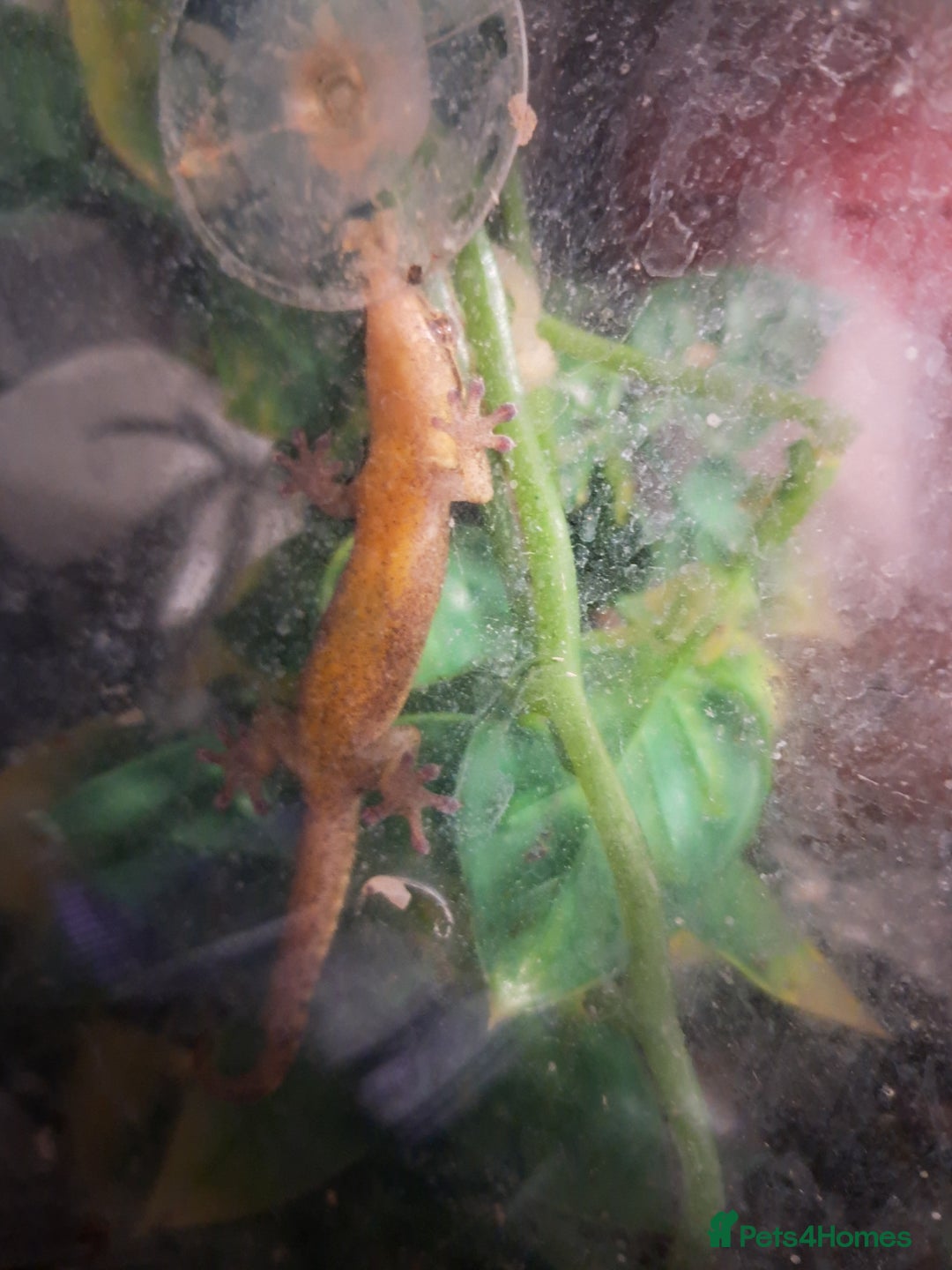 Gecko reptiles for sale: Mourning gecko - Image 1