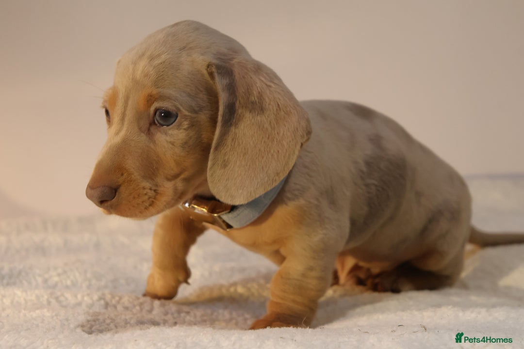 Miniature Dachshund dogs for sale:  🌟5StarsLicense+Holistic+KC+VetChecked+PRA Clear+ - Image 34