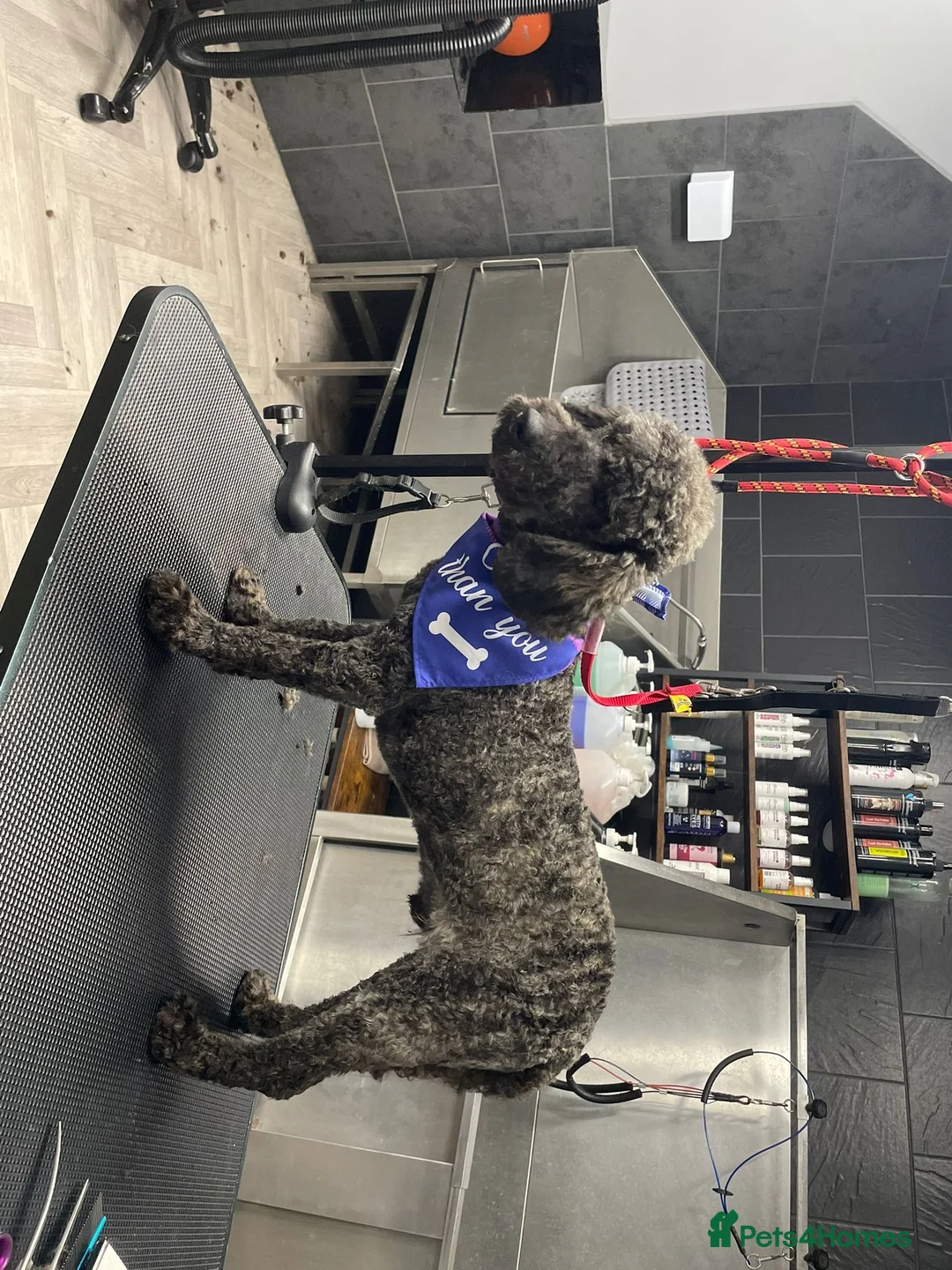 Miniature Poodle dogs for sale: Boy Mini poodle  - Advert 1