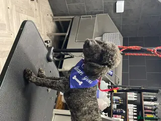 Miniature Poodle dogs Boy Mini poodle - Advert 7