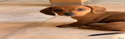 Miniature Dachshund dogs for sale: KC PRA Clear Champion Line Dapple Mini Dachshunds  - Advert 2