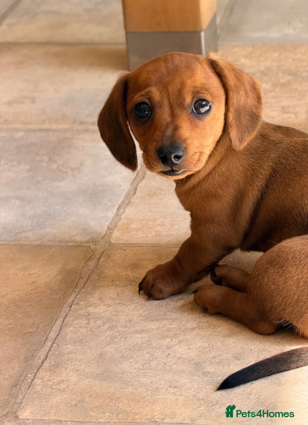 Miniature Dachshund dogs for sale: KC PRA Clear Champion Line Dapple Mini Dachshunds  - Advert 2