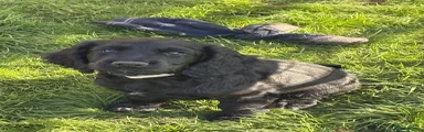 Cocker Spaniel 3