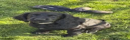 Cocker Spaniel dogs for sale: Fully inoculated working cocker spaniel pup  - Advert 9