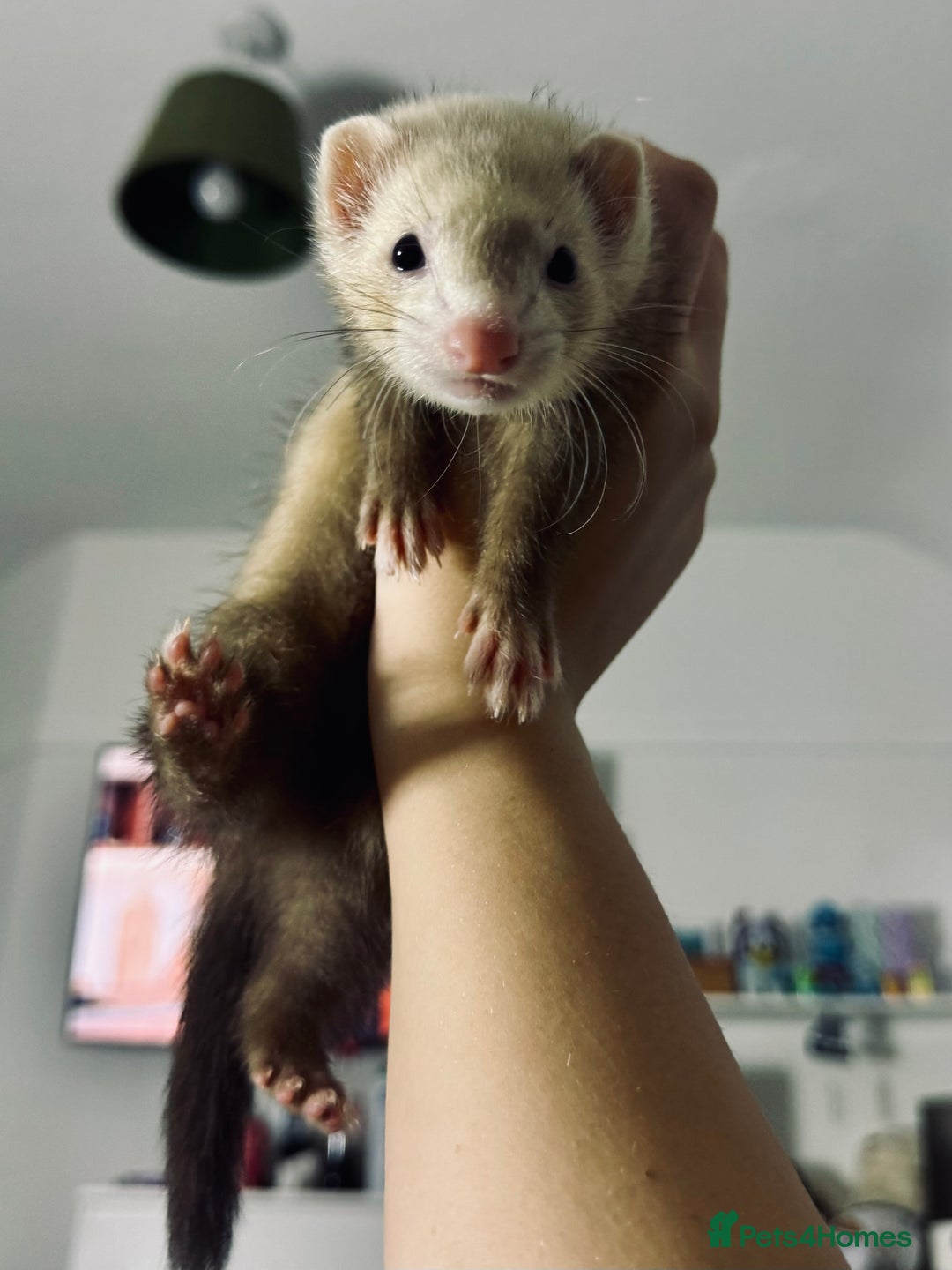 Ferret rodents for sale: 3 little ferrets for rehome!  - Advert 2