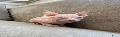 Sphynx Kitten 2