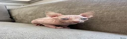 Sphynx cats for sale: Ready to leave now pink blue eyes Sphynx  - Advert 3