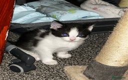 Mixed Breed cats for sale: 4 beautiful mixed breed kittens, ready to leave. - Image 6