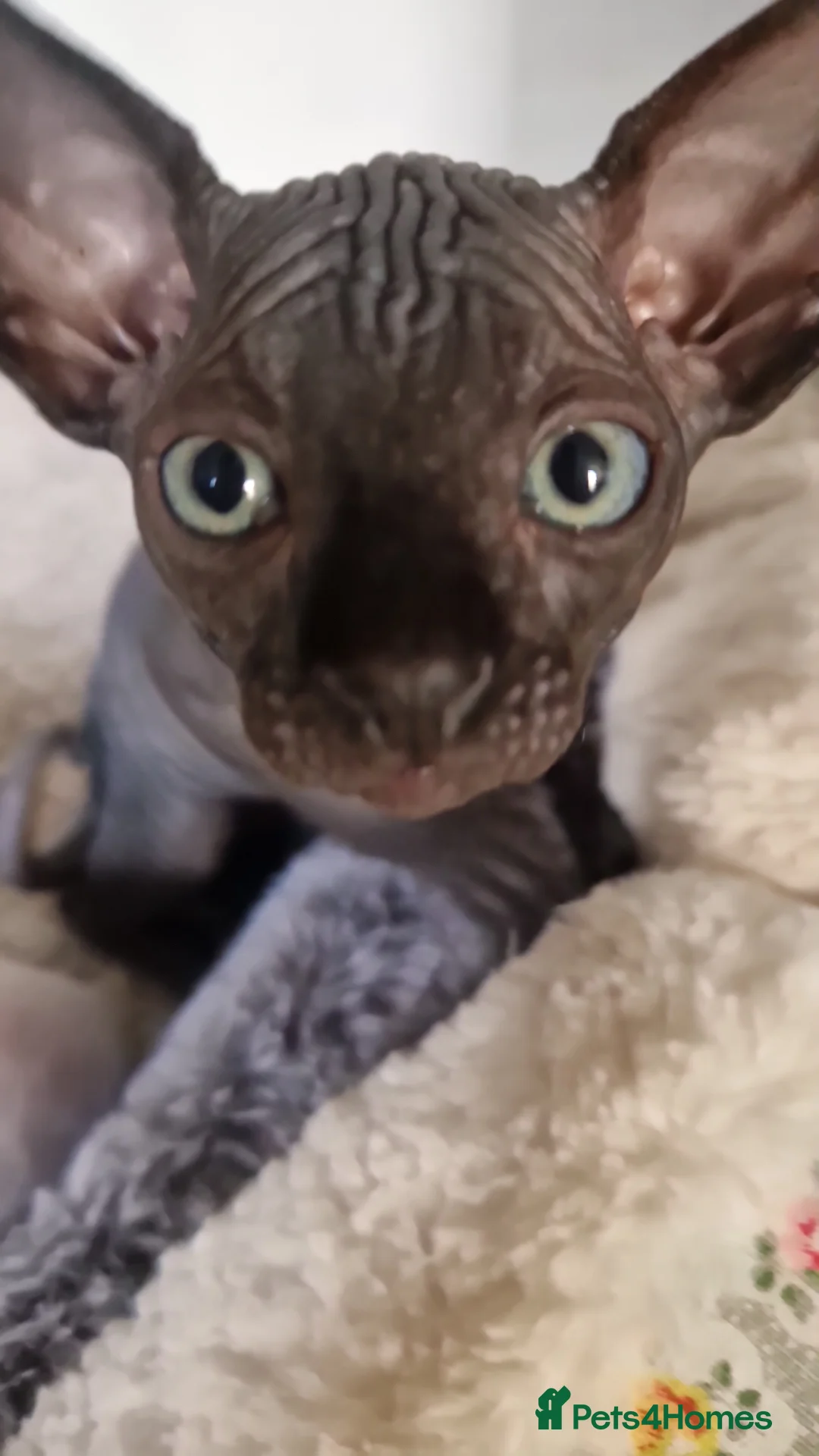 Sphynx cats for sale: Canadian Sphynx kittens - Advert 29