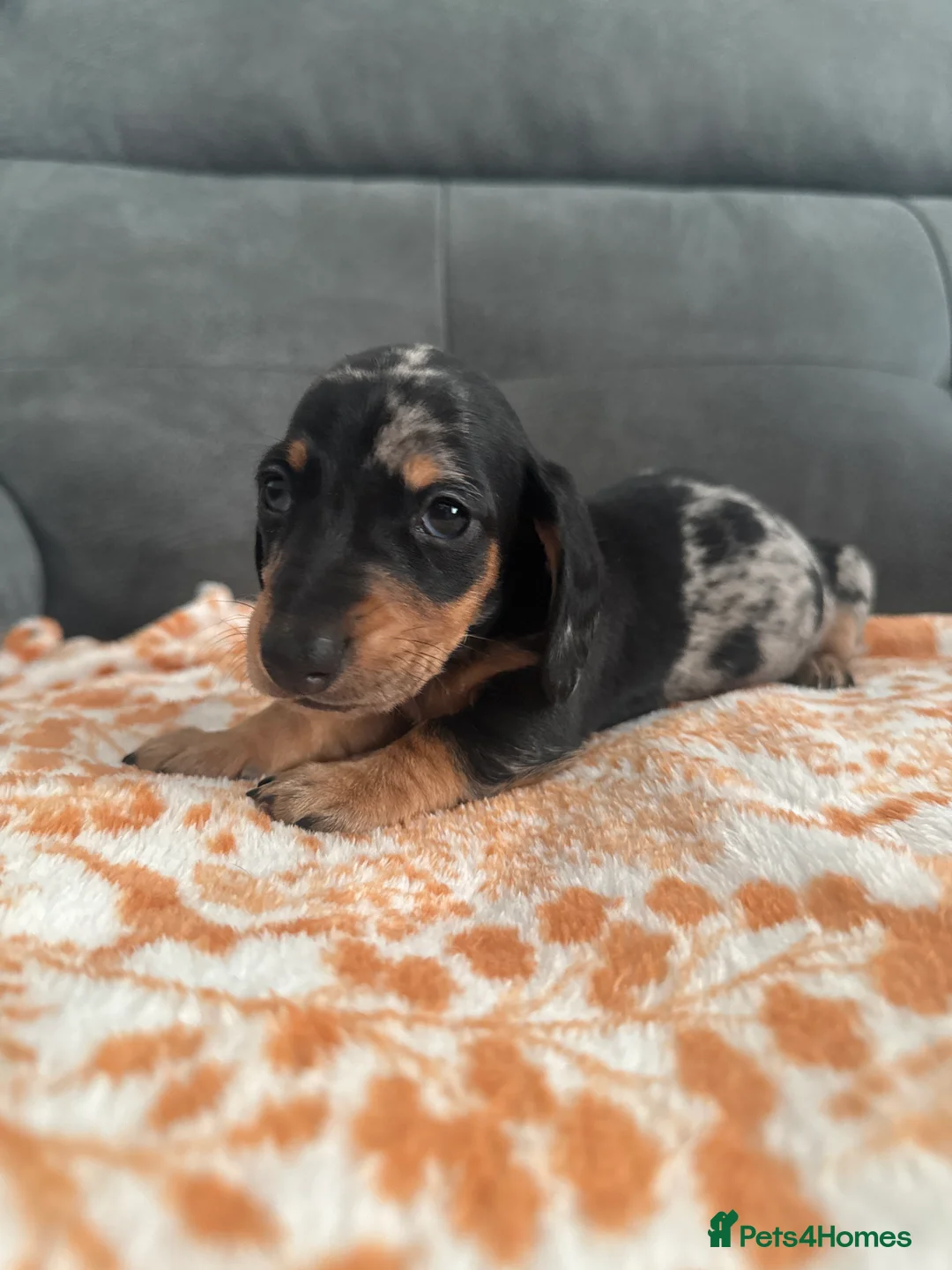 Miniature Dachshund dogs for sale: Male miniature Dachshund  - Advert 4