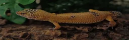 Leopard Gecko reptiles for sale: Tangerine leopard gecko female almost 2years old. - Advert 1