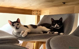 Mixed Breed cats for sale: 2 rescued kittens need a loving home!  - Image 2