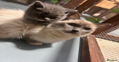 Ragdoll cats - Advert 5