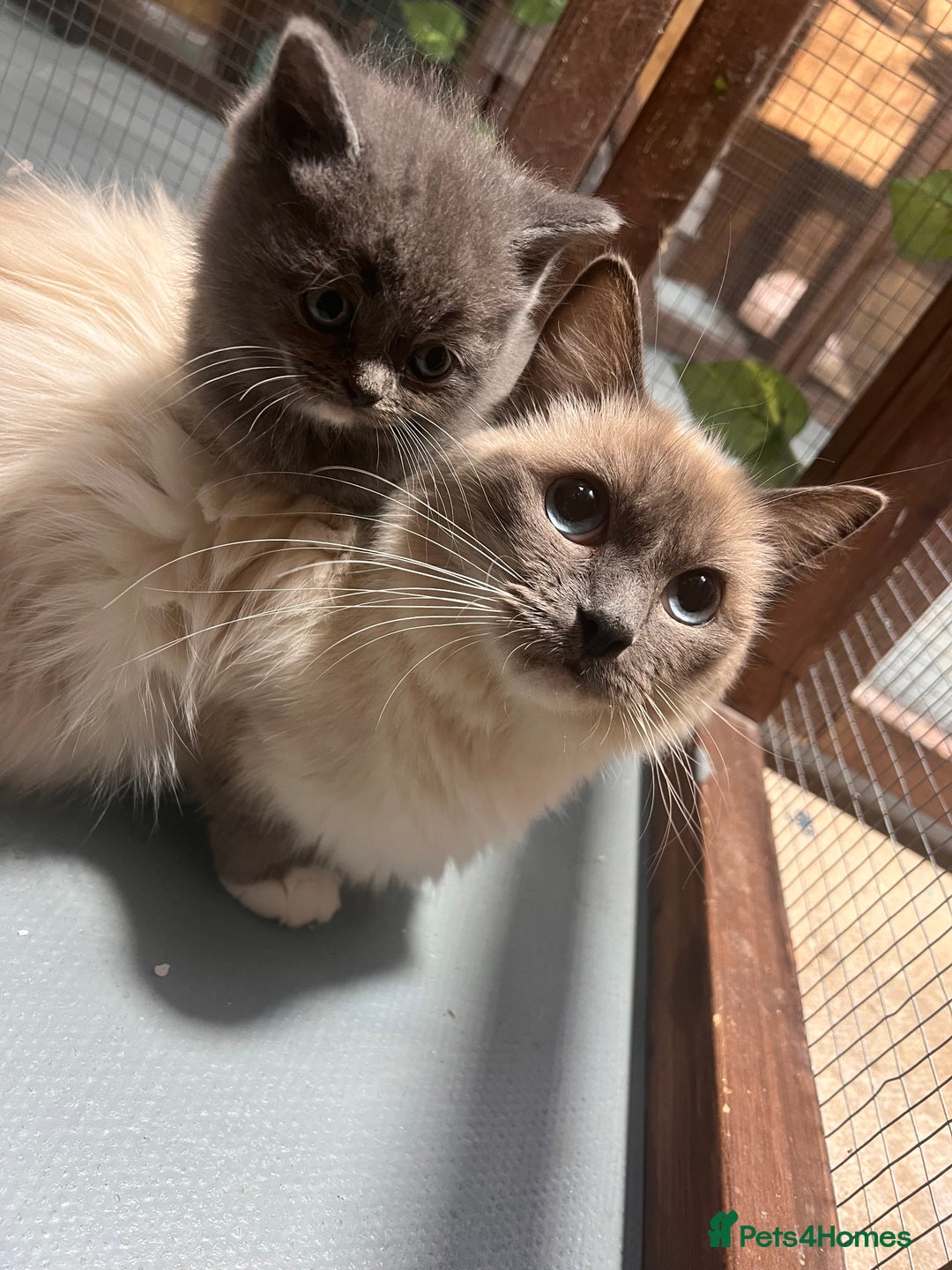 Ragdoll cats for sale: 😍Ragdoll&British Shorthair Mix😍 - Image 2