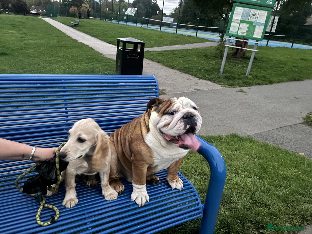 English Bulldog dogs for sale: Hudson is his name  - Advert 3