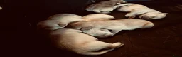 Labrador Retriever dogs for sale: Fabulous blonde Labrador puppies  - Advert 32