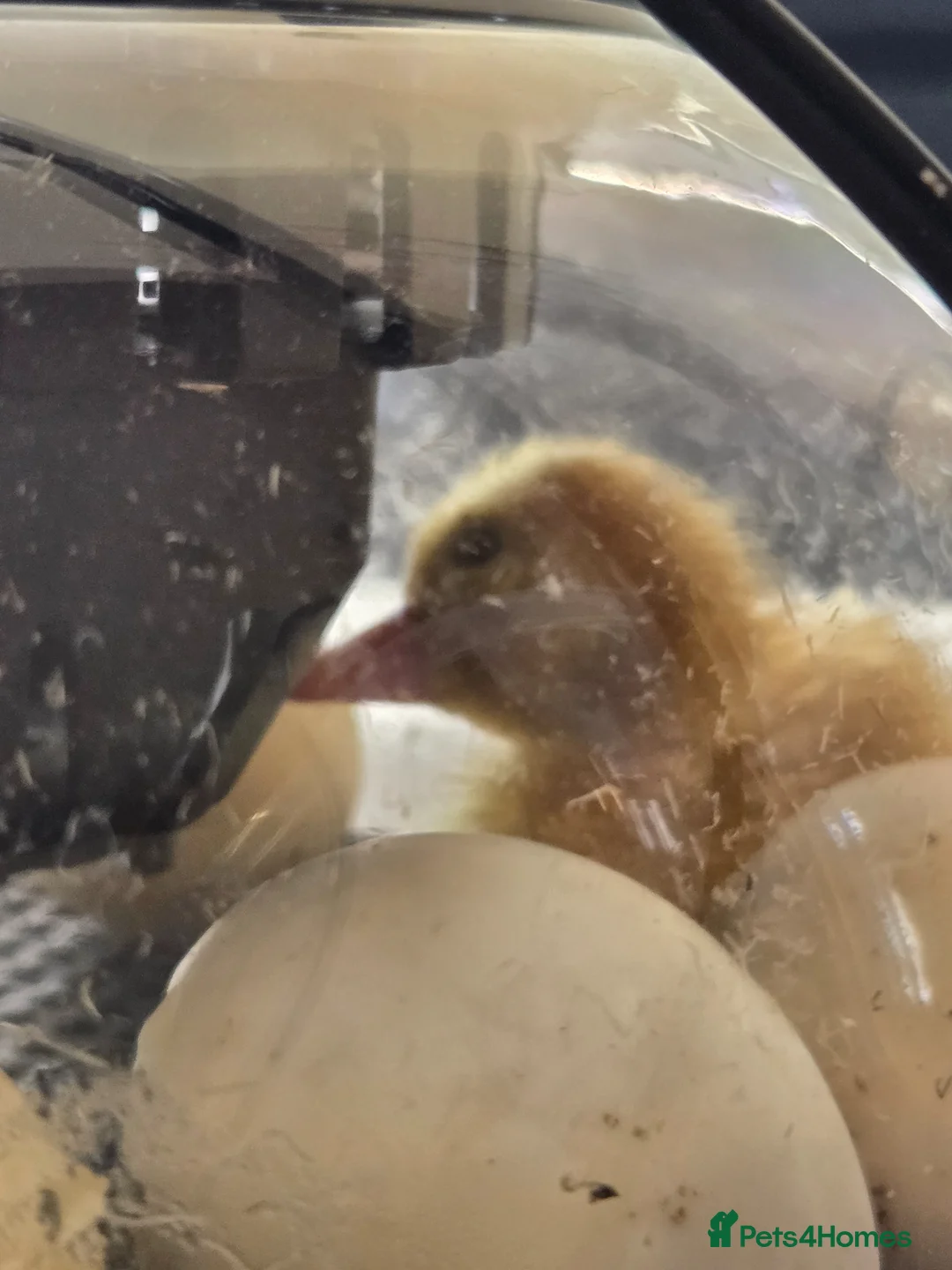 Ducks poultry for sale: Cherry Valley Ducklings - Advert 1