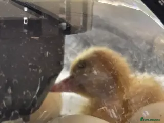 Ducks poultry Cherry Valley Ducklings - Advert 1