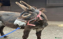 Other Breed horses for sale: Donkey Trio - Looking for a family  - Image 3