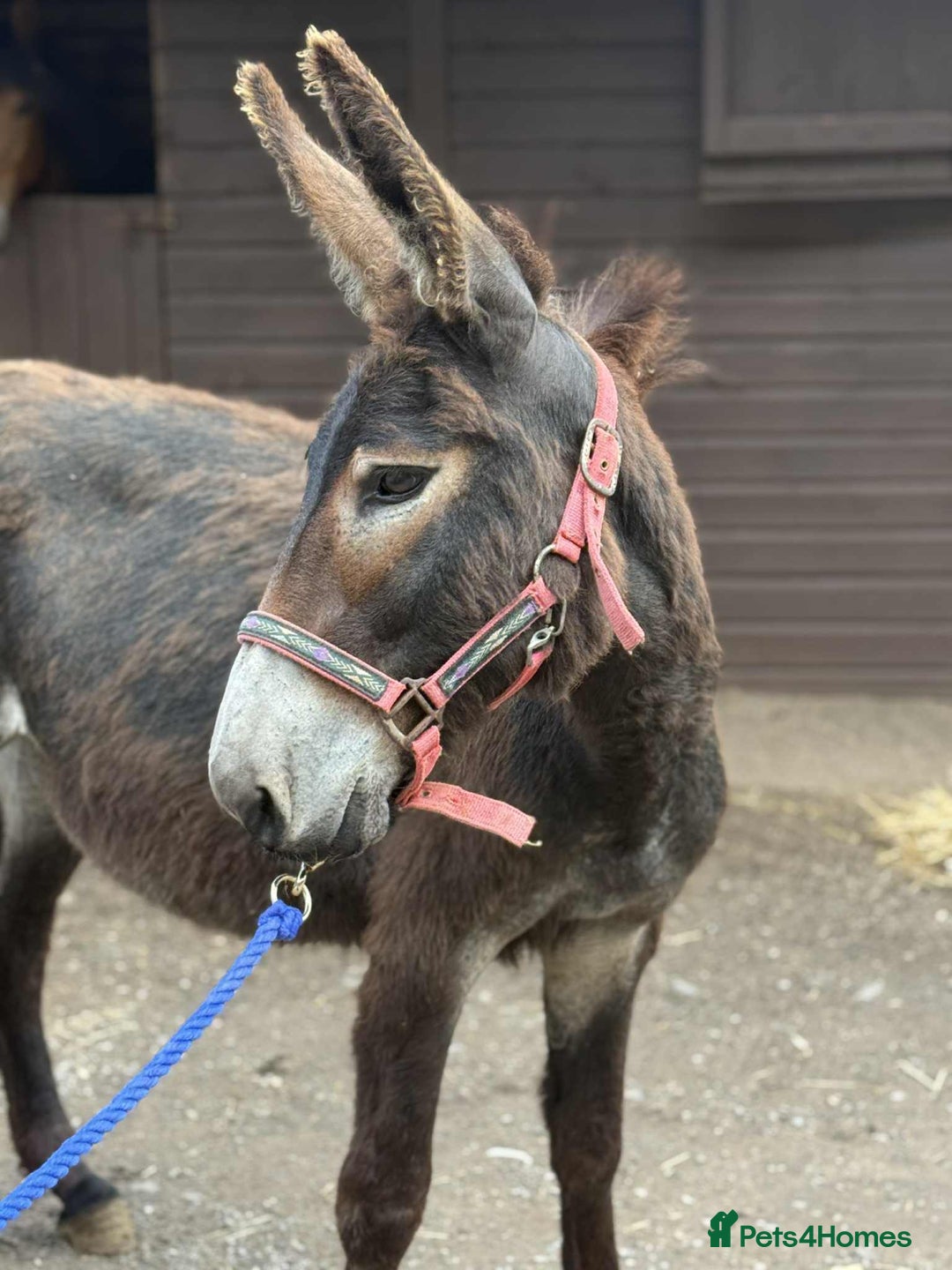 Other Breed horses for sale: Donkey Trio - Looking for a family  - Image 3