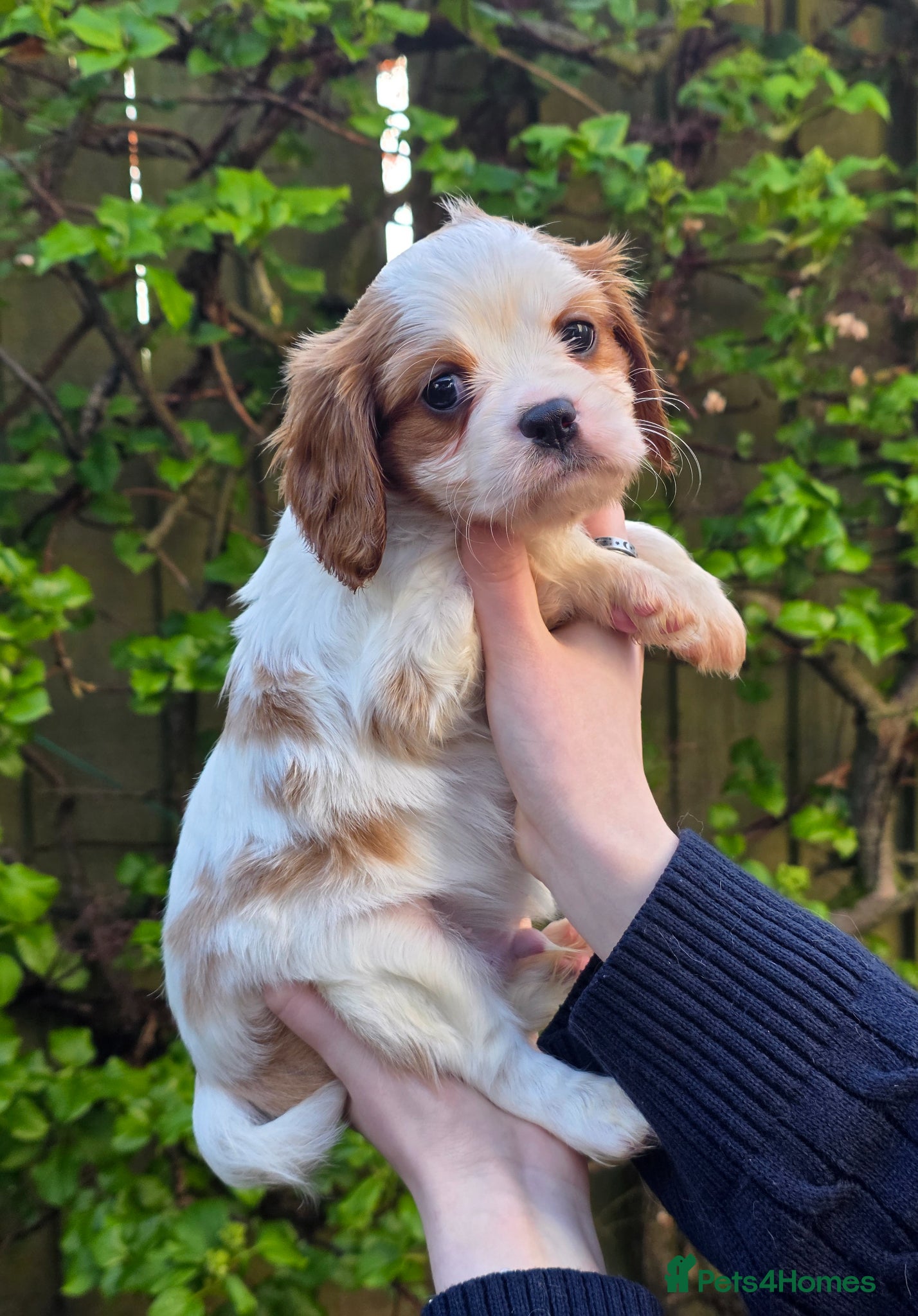 Cavalier King Charles Spaniel dogs Gorgeous cavalier king charles pups health tested - Advert 18