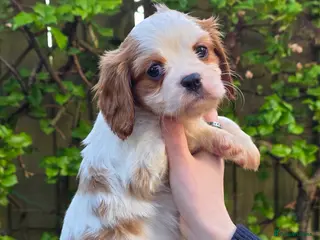 Cavalier King Charles Spaniel dogs Gorgeous cavalier king charles pups health tested - Advert 18