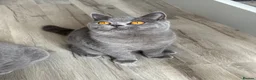British Shorthair cats for sale: Older BSH kittens looking for their forever home🐾 - Advert 5