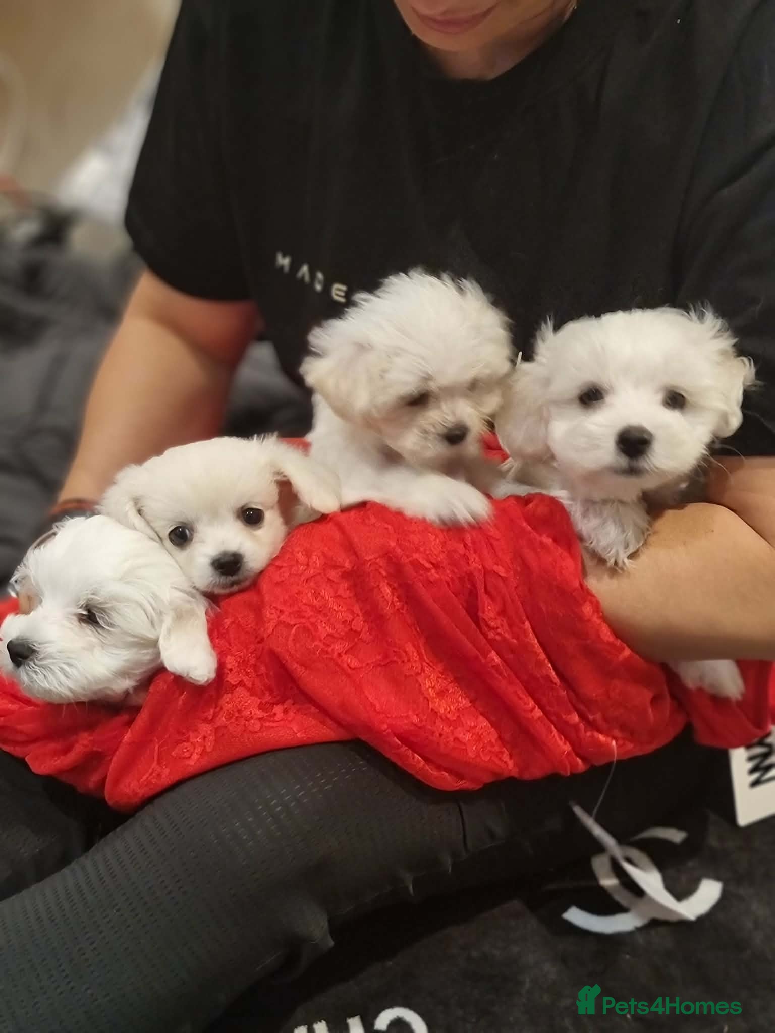 Bichon Frise dogs Bichon Frise - Advert 12