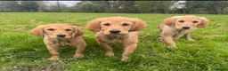 Golden Retriever dogs for sale: Healthy Beautiful GR Puppies - Advert 17