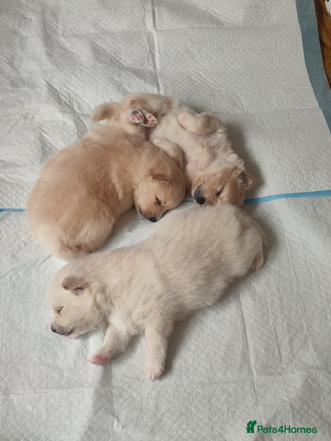 German Spitz dogs for sale: Unique Spitz puppies available in January  - Advert 10