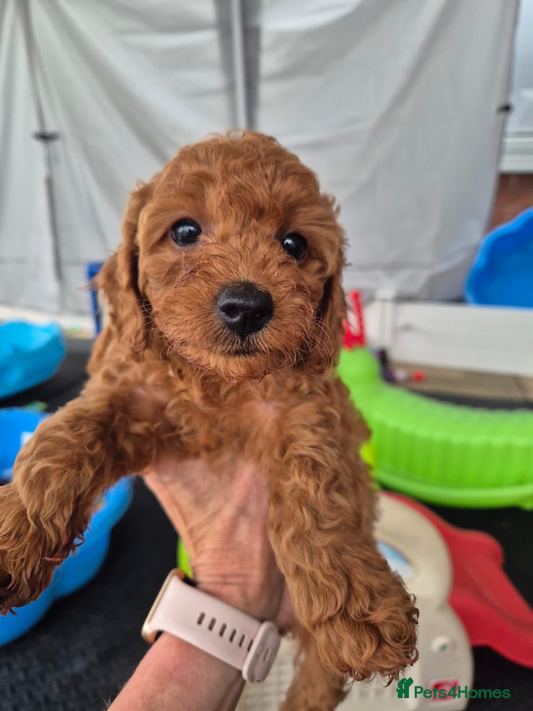 Cavapoo dogs for sale: *5 Star + Licenced Breeder Secure your place for - Image 2