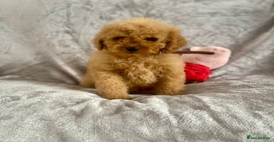 Cockapoo dogs - Advert 13