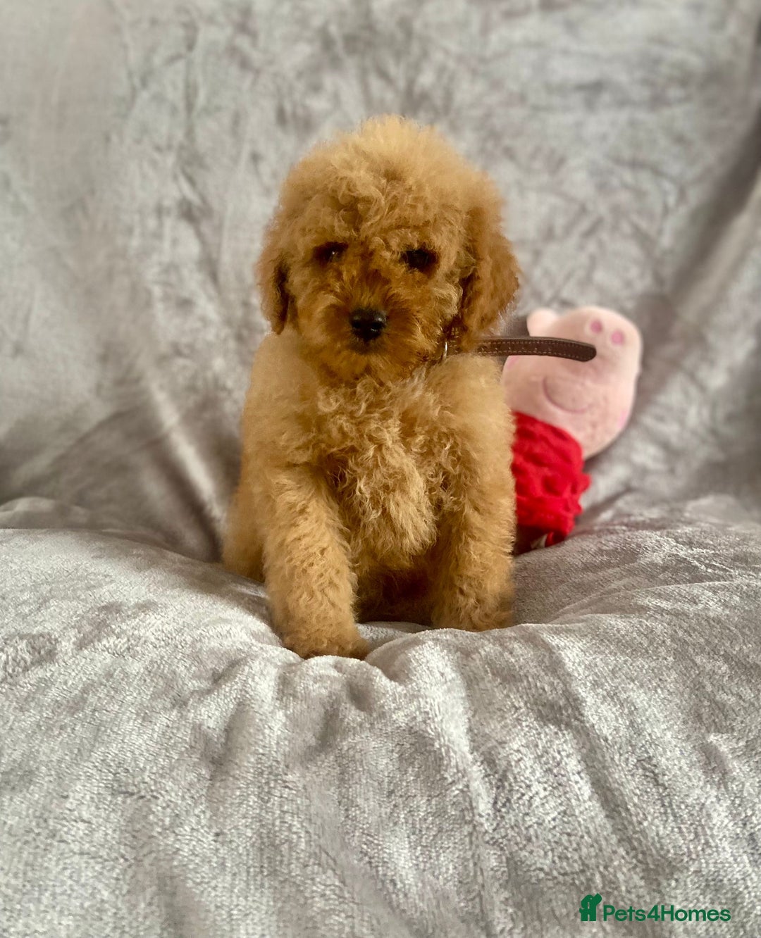 Cockapoo dogs for sale: 🐾 Gorgeous Cockapoo Puppies Ready now 🐾  - Image 3