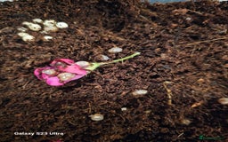 Snails invertebrates for sale: Baby giant African land snails.  - Image 2