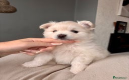 Pomeranian dogs for sale: 4 Beautiful puppies for Sale!!1 Boy and 3 Girls  - Image 3