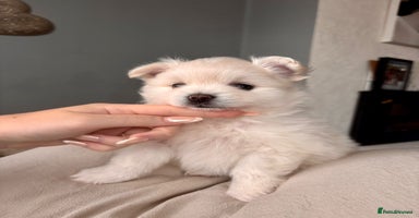 Pomeranian dogs - Advert 6