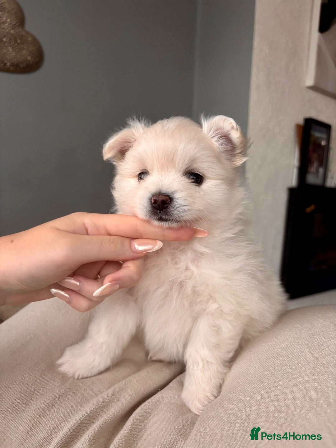 Pomeranian dogs for sale: 4 Beautiful puppies for Sale!!1 Boy and 3 Girls  - Image 3