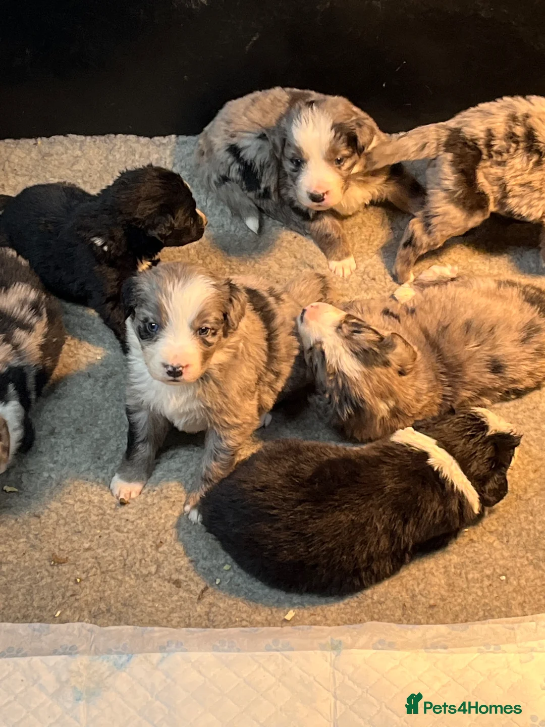 Mixed Breed dogs for sale: Stunning bordernese pups  - Advert 2