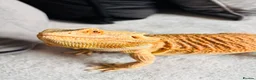 Bearded Dragon reptiles for sale: Male Bearded Dragon  - Advert 5