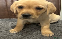 Labrador Retriever dogs for sale: Chunky Labrador Puppys Ready Now!! - Advert 4