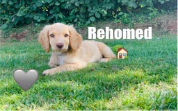 Cockapoo dogs for sale: 6 beautiful champagne and gold 🐶  - Image 15