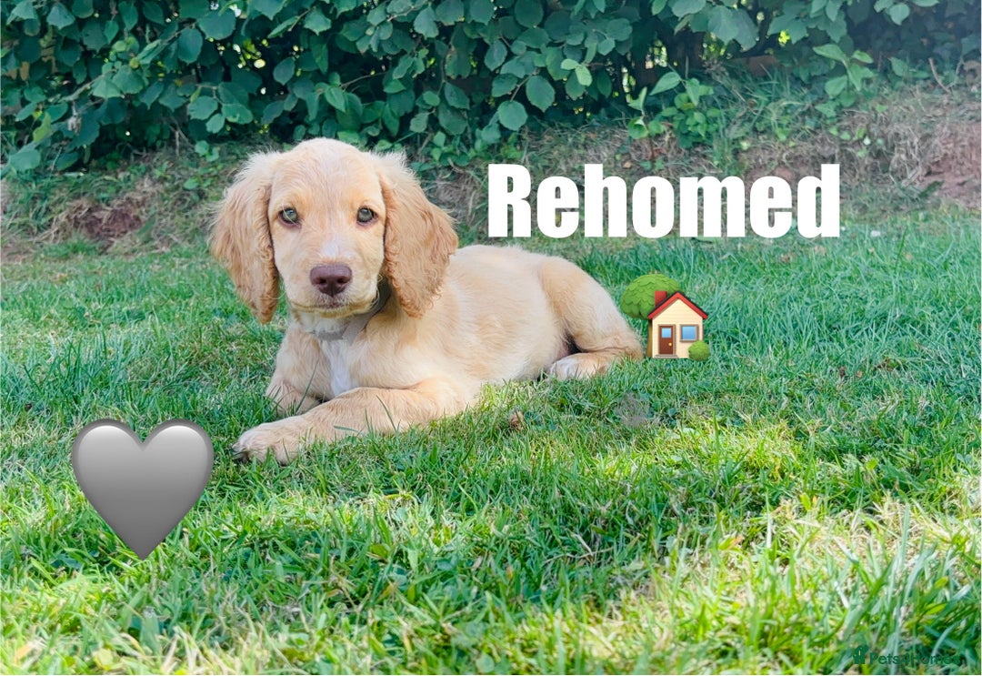Cockapoo dogs for sale: 6 beautiful champagne and gold 🐶  - Image 15