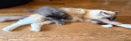 Ragcoon cats for sale: Last of litter affectionate playful Ragcoon baby  - Advert 28