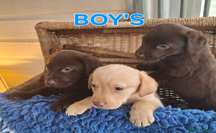 Labrador Retriever dogs - Advert 3