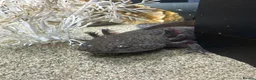 Axolotl reptiles for sale: X2 axolotyls, tank set up and accessories  in Stoke-on-Trent - Advert 2