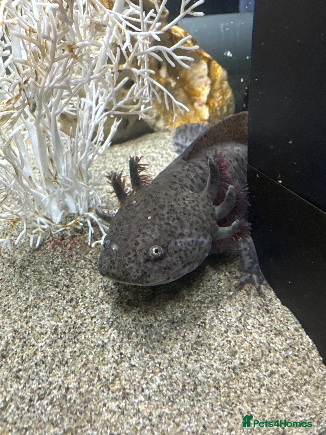 Axolotl reptiles for sale: X2 axolotyls, tank set up and accessories  in Stoke-on-Trent - Advert 2