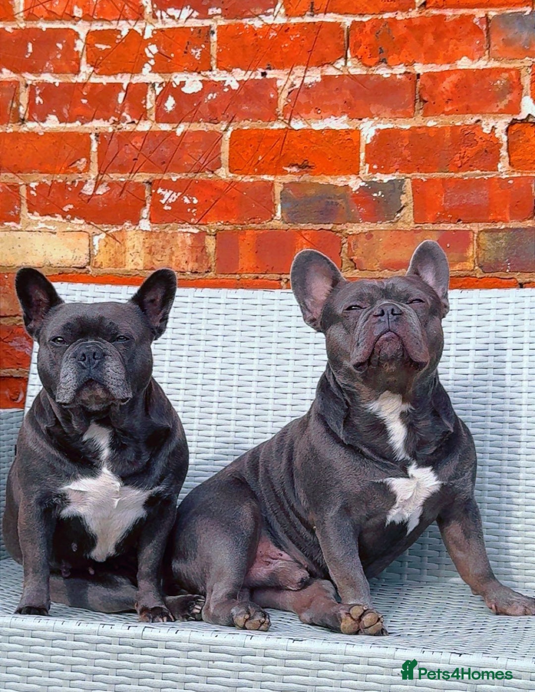 French Bulldog dogs for sale: Blue French bulldogs due around 18th November 2025 - Image 6