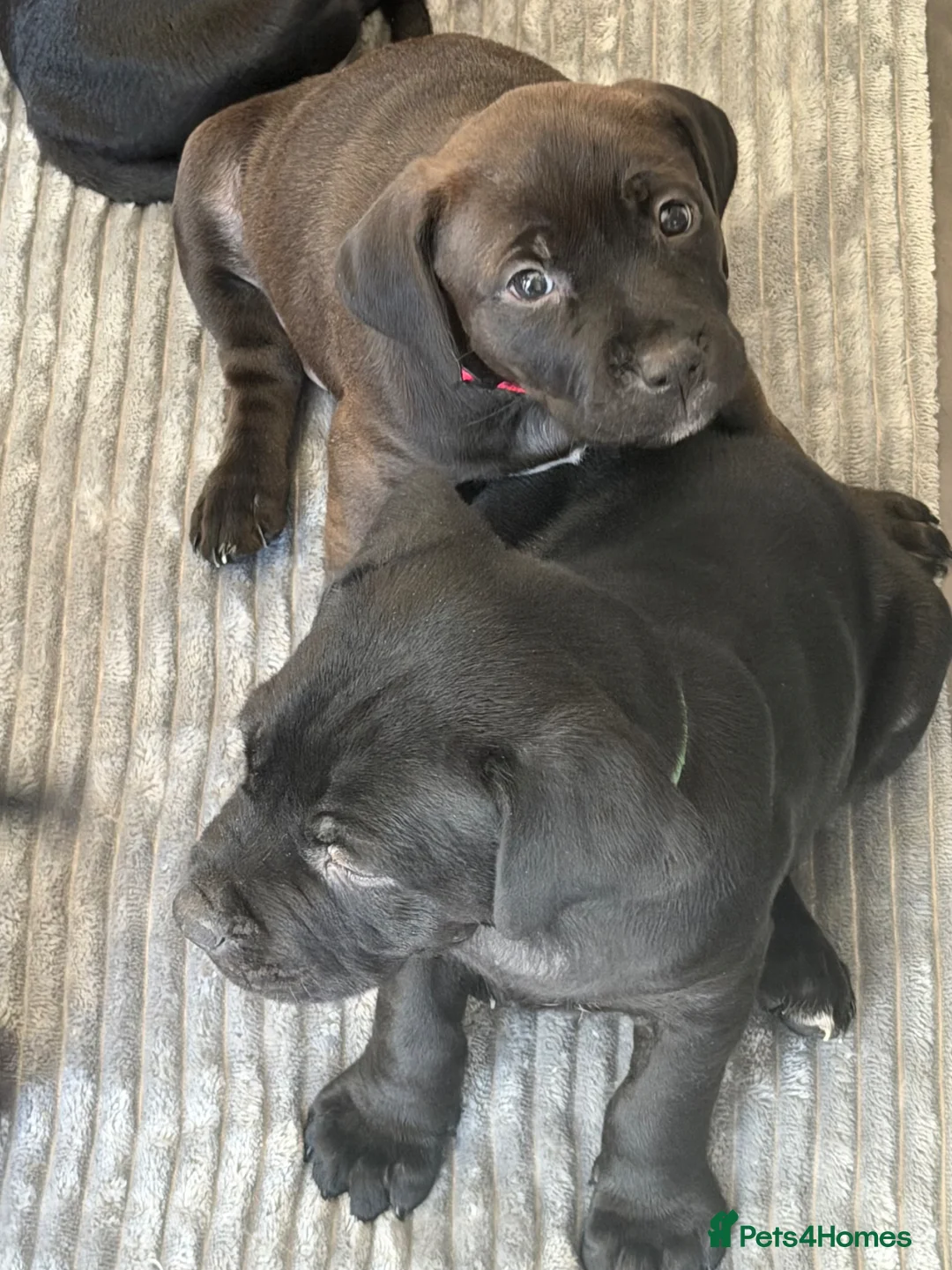 Mixed Breed dogs for sale: Staffordshire bull terrier / lab  - Advert 7