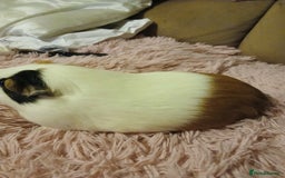 Guinea Pig rodents for sale: Two female guinea pigs - Image 3