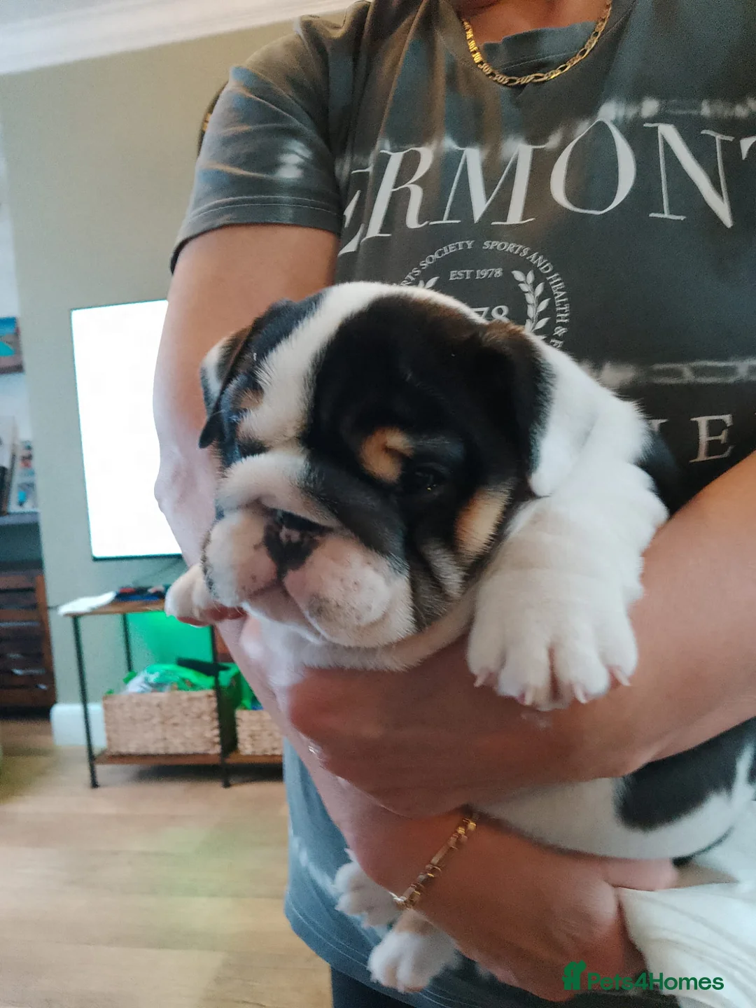 English Bulldog dogs for sale: Stunning Litter of English Bulldog Pups for Sale in Paignton - Advert 2